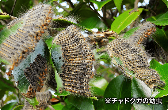 植木の消毒 Ok グリーン 庭のお手入れ 1本から任せて安心