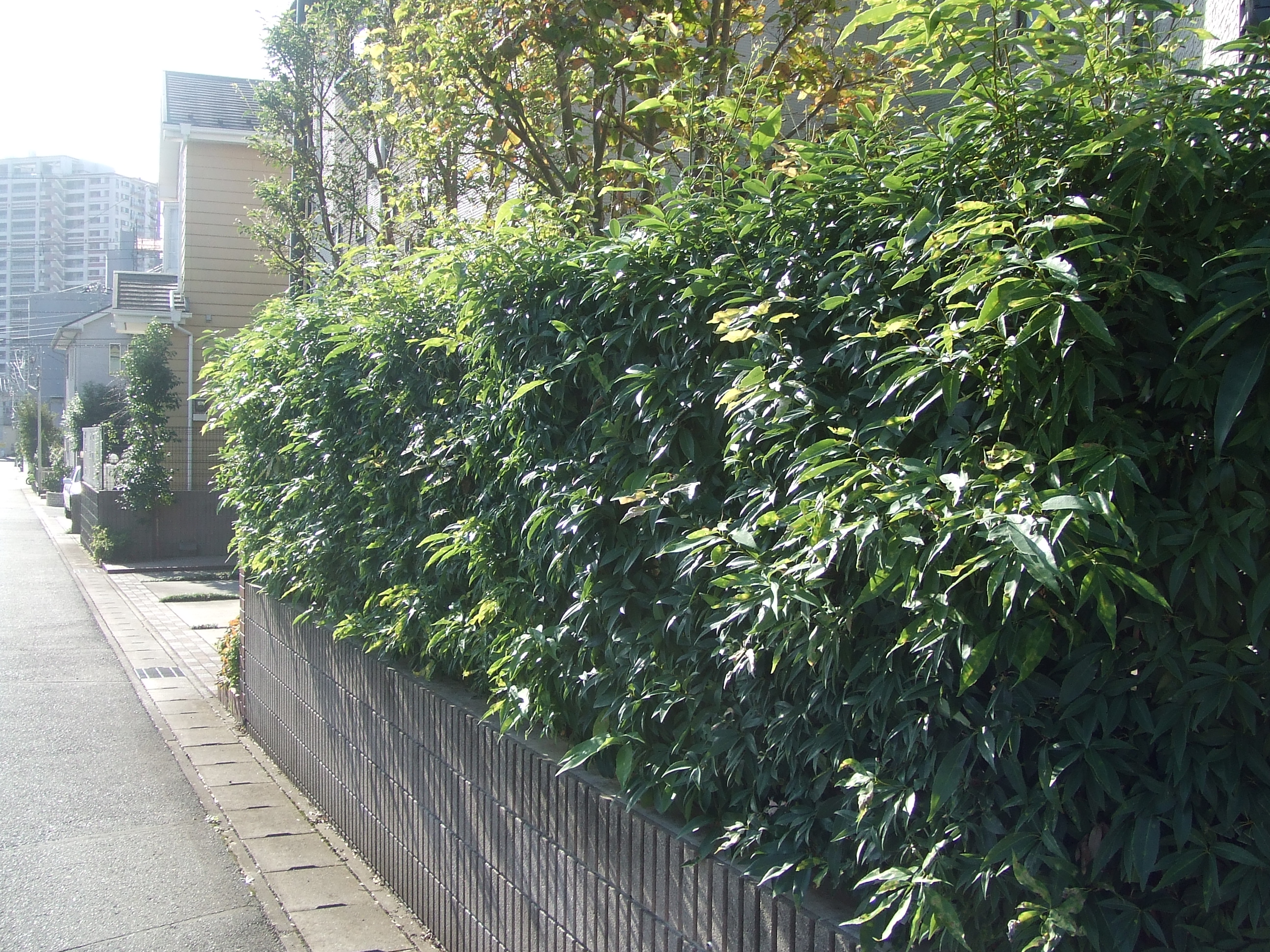 千葉県流山市でシラカシの生垣のカット（剪定） OK!グリーン 庭のお手入れ、1本から任せて安心！