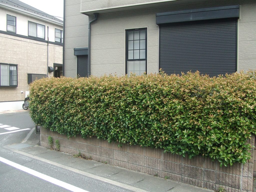 埼玉県草加市でヒイラギモクセイの生垣のカット 剪定 Ok グリーン 庭のお手入れ 1本から任せて安心