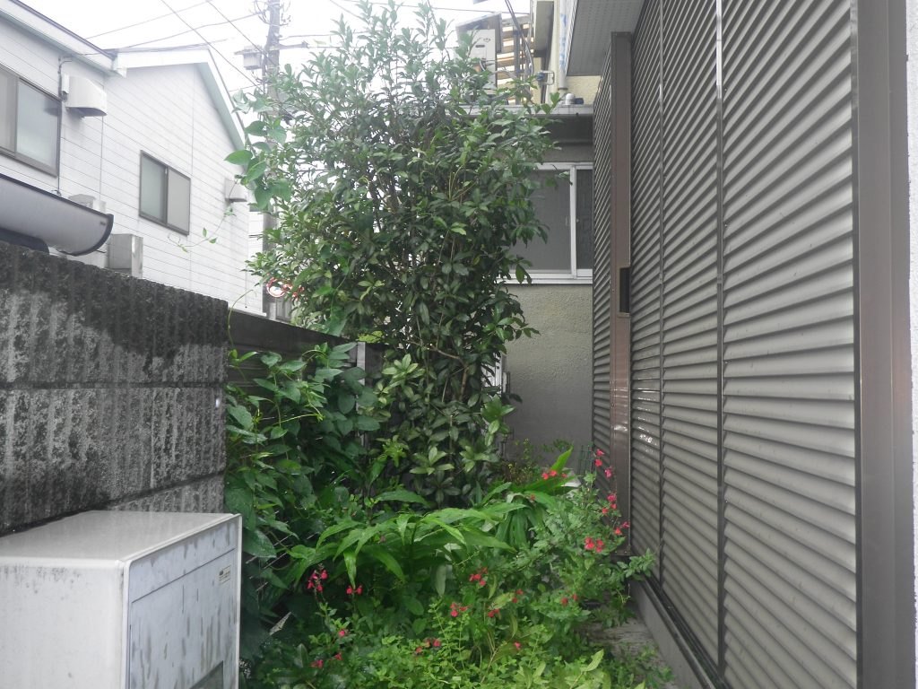東京都目黒区のキンモクセイを埼玉県越谷市まで移植しました Ok グリーン 庭のお手入れ 1本から任せて安心