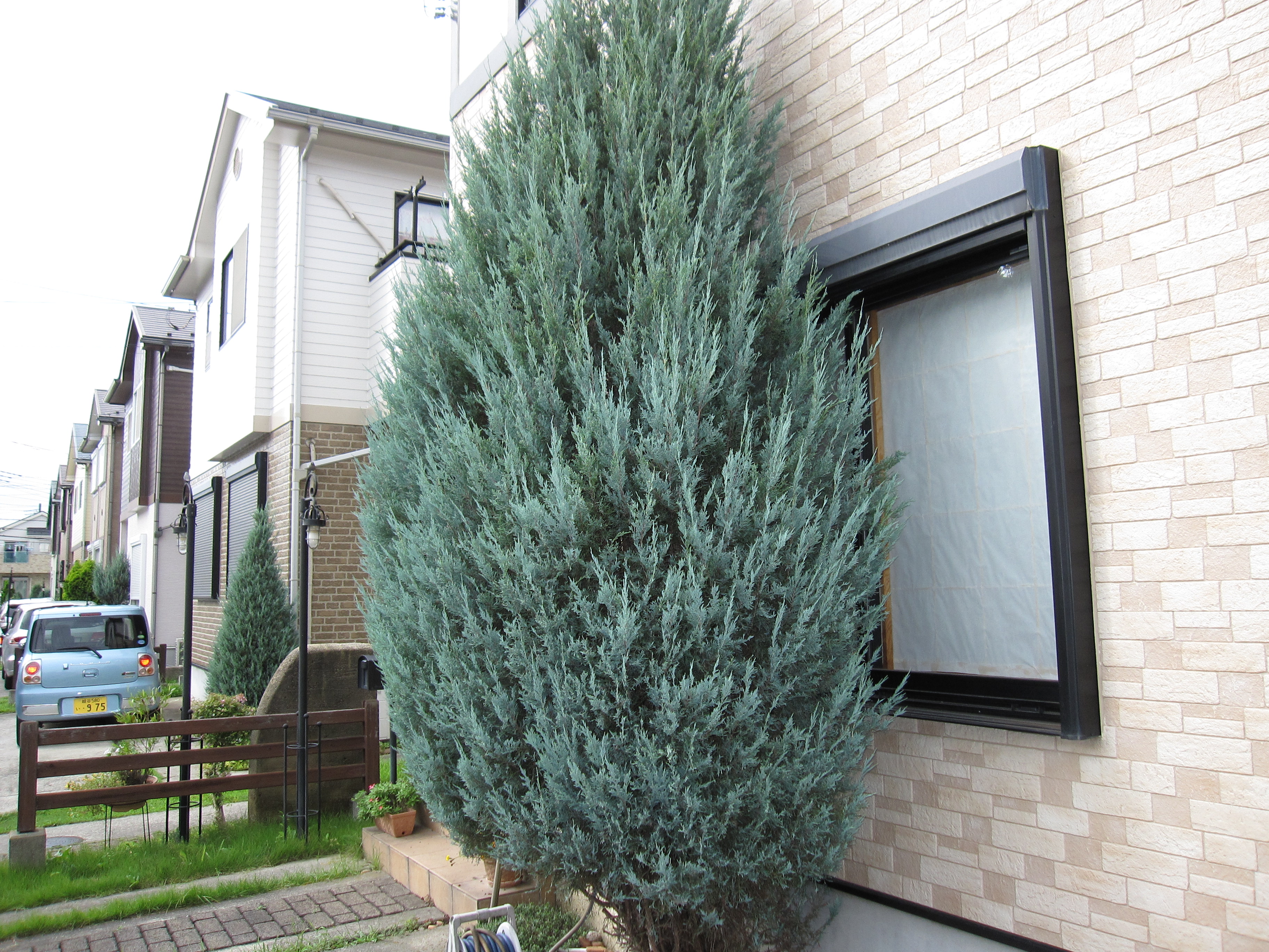 ばらエレガント7 バラ 「ブルーヘブン」 ／ タキイ種苗株式会社 ブルー